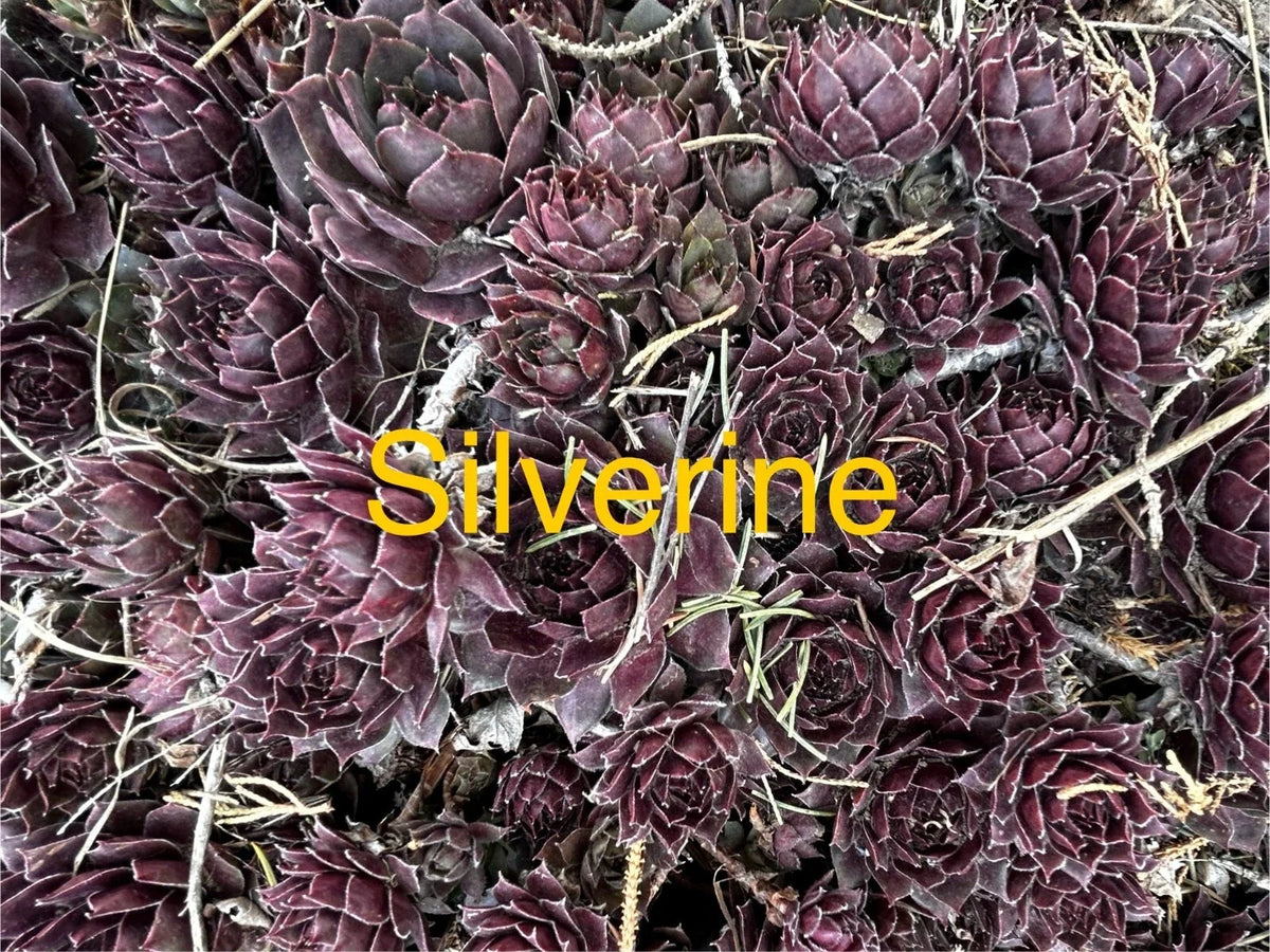 Silverine Hens and Chicks Succulents - 10 Live Plants Sempervivum - Hardy Perennials for Zones 4-8 - Ideal for Gardens and Pots