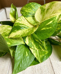 Rooted Plant Cuttings - 10 Pothos Cuttings - Epipremnum aureum - Indoor Houseplant