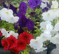 Petunia Flower Seeds Mix – 100 Premium Seeds, Colorful Varieties – Petunia spp.