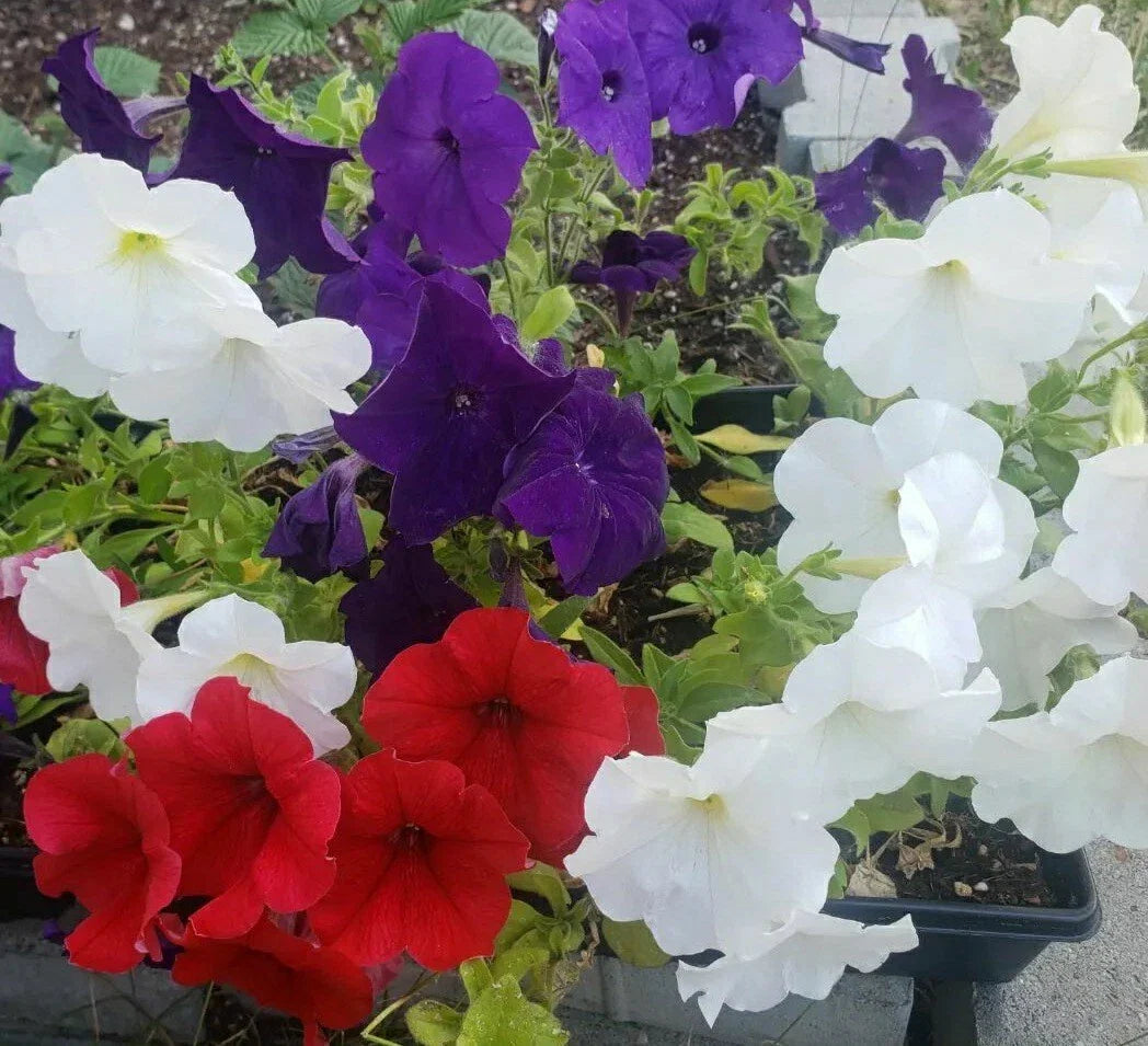 Petunia Flower Seeds Mix – 100 Premium Seeds, Colorful Varieties – Petunia spp.