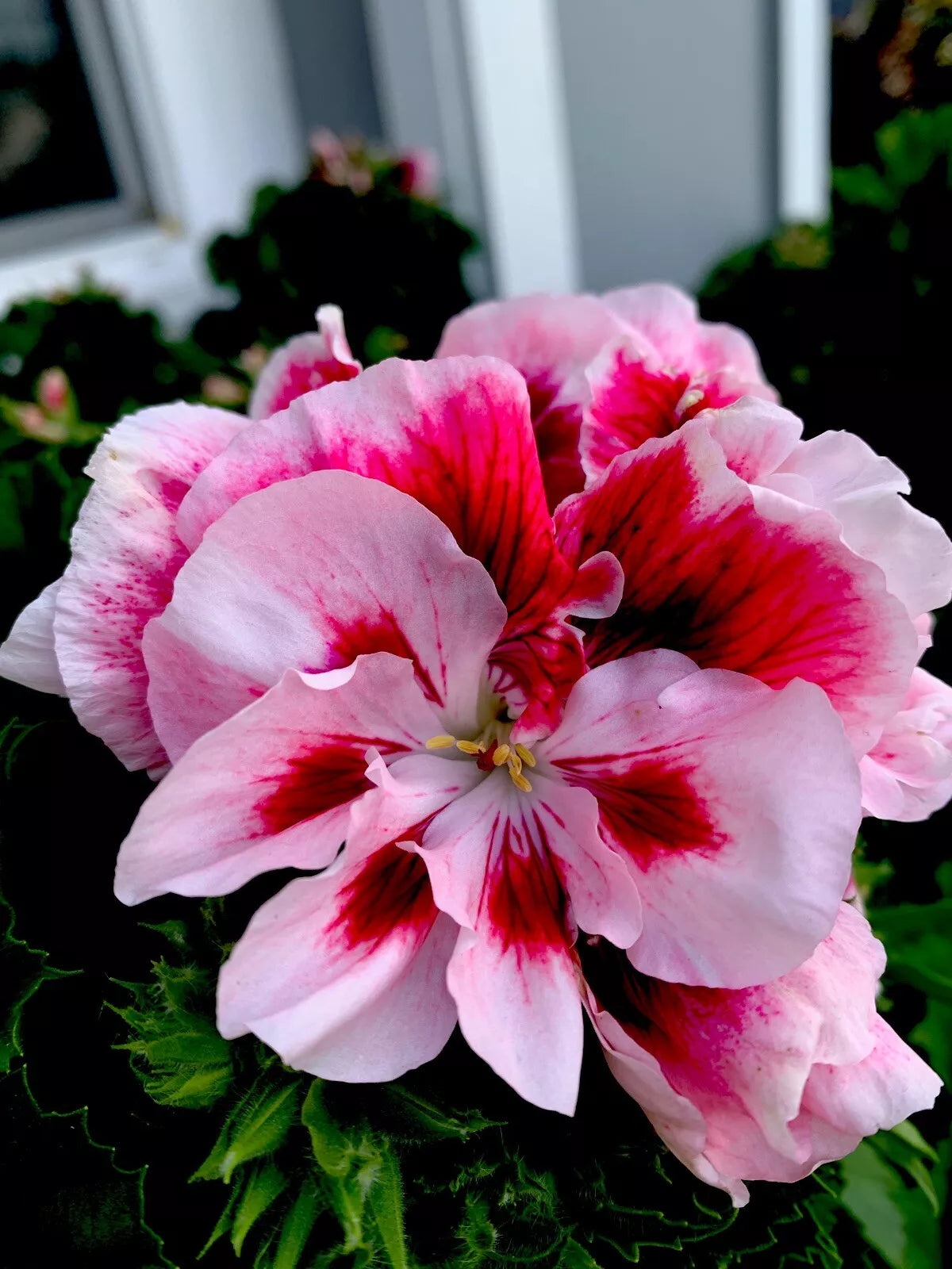 Geranium Live Plant Cuttings 6 Inch White and Maroon Center Perennial (Pelargonium) - Set of 3