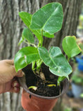 Burle Marx Philodendron Bare Roots Plant - Tropical Green Foliage - Philodendron 'Burle Marx'