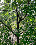 Organic Elm Tree Non-Rooted Cuttings 6" Long - 4 Count - Ulmus Americana - Grown in U.S.A.