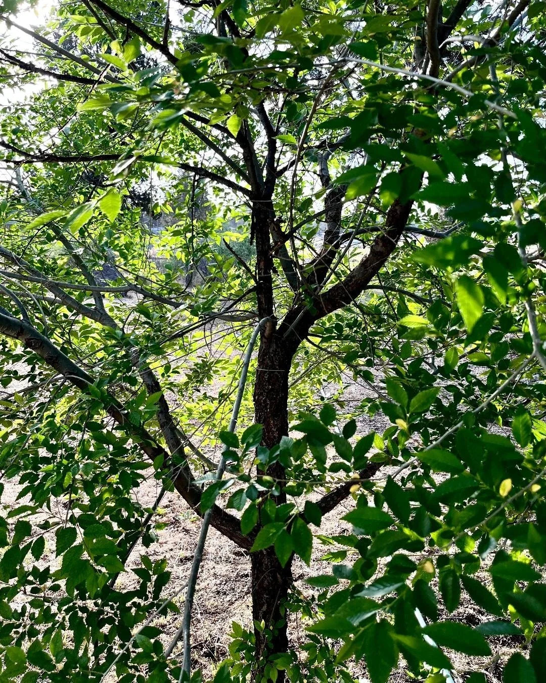 Organic Elm Tree Non-Rooted Cuttings 6" Long - 4 Count - Ulmus Americana - Grown in U.S.A.
