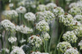 Mountain Mint Seeds - 100+ Seeds - Pycnanthemum virginianum - Aromatic Herb for Garden Planting - Free U.S. Shipping