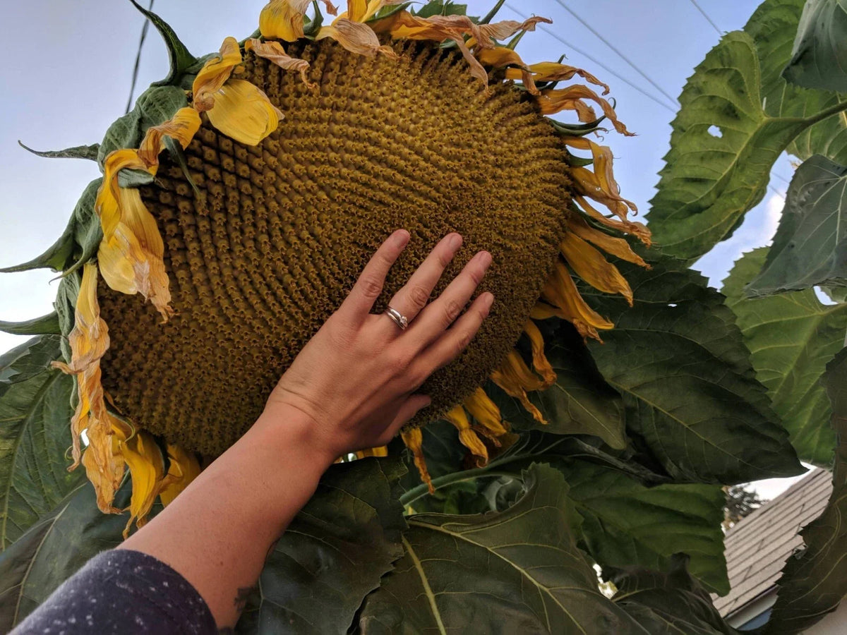 Mammoth Grey Stripe Sunflower Seeds - 25+ Count - Giant Sunflowers - Helianthus annuus - Fresh Quality