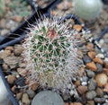 Echinocereus Chisoensis Bare Root Cactus | Unique Desert Plant for Succulent Gardens | Echinocereus species