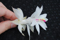 Christmas Cactus Starter Plant - Small Healthy Schlumbergera Truncata - Primavera Variety - Well Rooted for Easy Growth