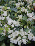 Live Bougainvillea Starter Plant - Sunstone White - Well Rooted - (Bougainvillea glabra) - USA Seller
