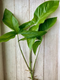 10 Rooted Arrowhead Vines - Healthy Tropical Plants - Syngonium podophyllum - Bare Root Cuttings, Pack of 10