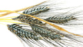 Einkorn Wheat Seeds - 1000+ Heirloom Organic Non-GMO - Ancient Grain for Planting (Triticum monococcum)