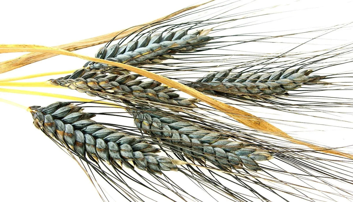 Einkorn Wheat Seeds - 1000+ Heirloom Organic Non-GMO - Ancient Grain for Planting (Triticum monococcum)