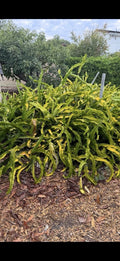 Dragon Fruit Cuttings - 4 Pack - USA Grown, No Roots - Hylocereus undatus