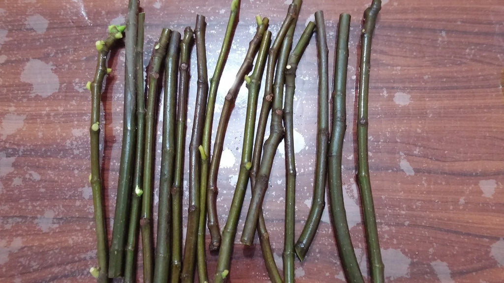 Brown Turkey Fig Cuttings (Ficus carica) - 5 Unrooted 6-8" | Self-Fertile, Cold Hardy, Ground or Container