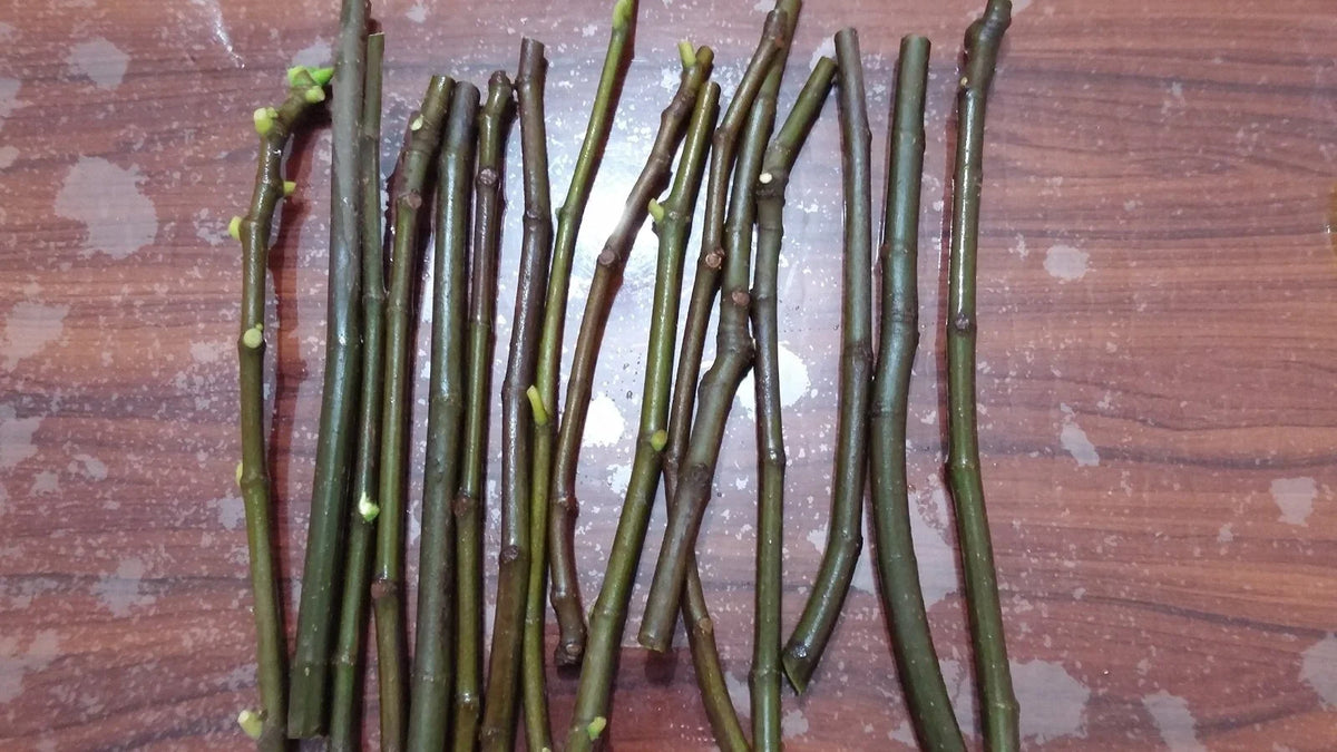 Brown Turkey Fig Cuttings (Ficus carica) - 5 Unrooted 6-8" | Self-Fertile, Cold Hardy, Ground or Container