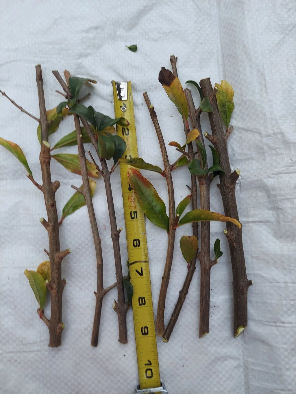 White Pomegranate Cuttings (Punica granatum) – 10 Unrooted, Organic