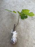 Fig Tree 10" Cutting – Mature Old Plant Wood, Bare-root Ready to Plant