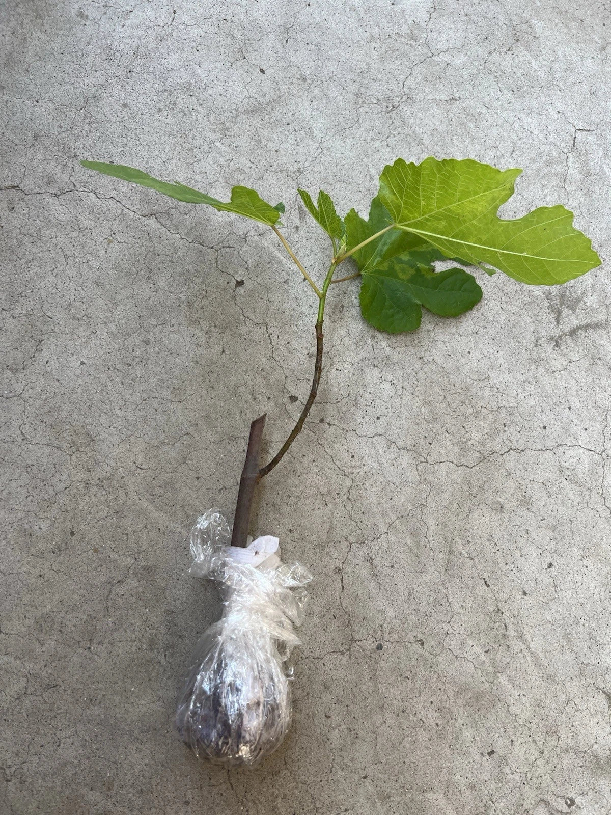 Fig Tree 10" Cutting – Mature Old Plant Wood, Bare-root Ready to Plant