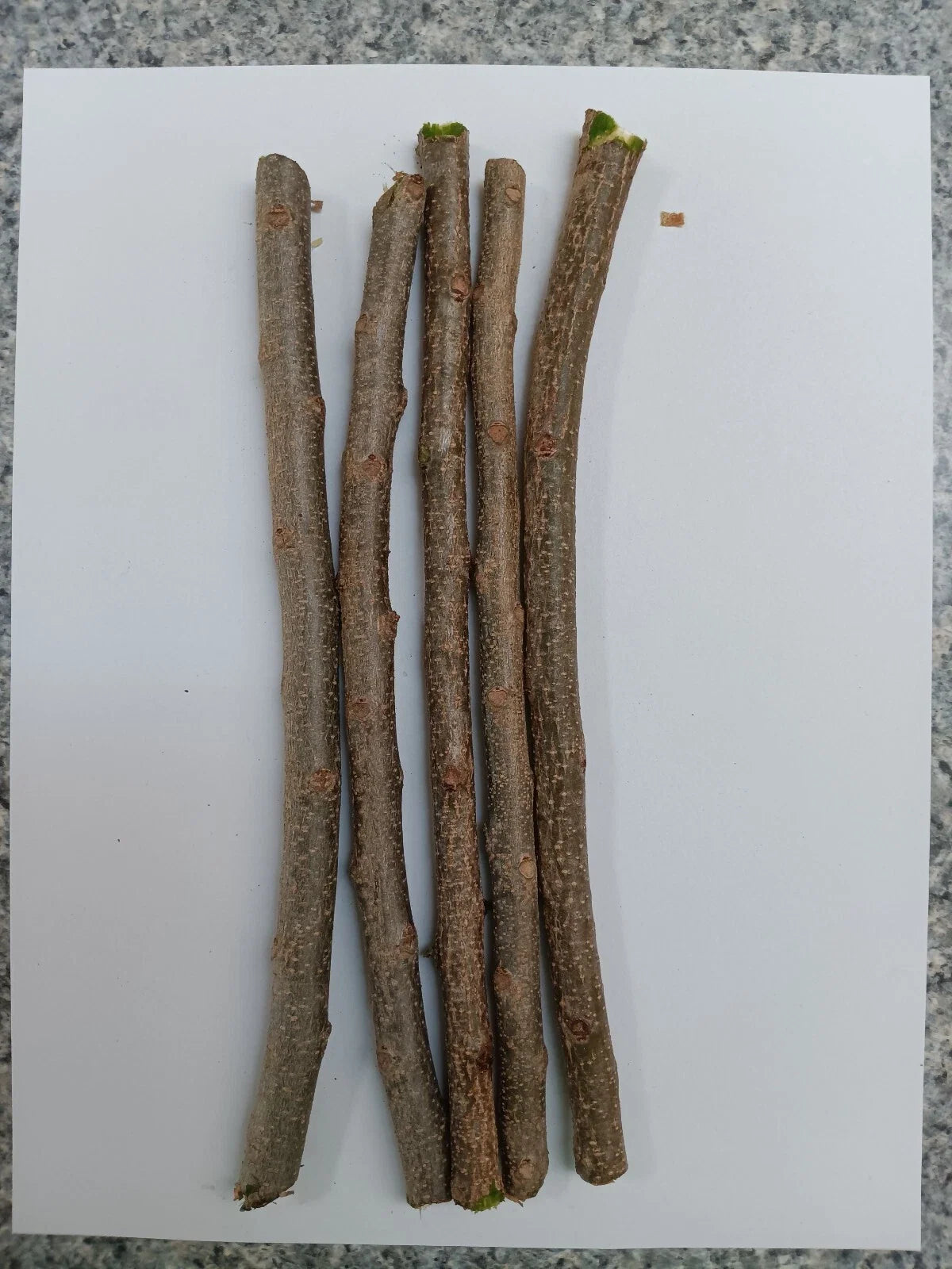 3 Fresh Hog Plum Cuttings (Spondias purpurea) Unrooted – Ciruela Spanish Plum