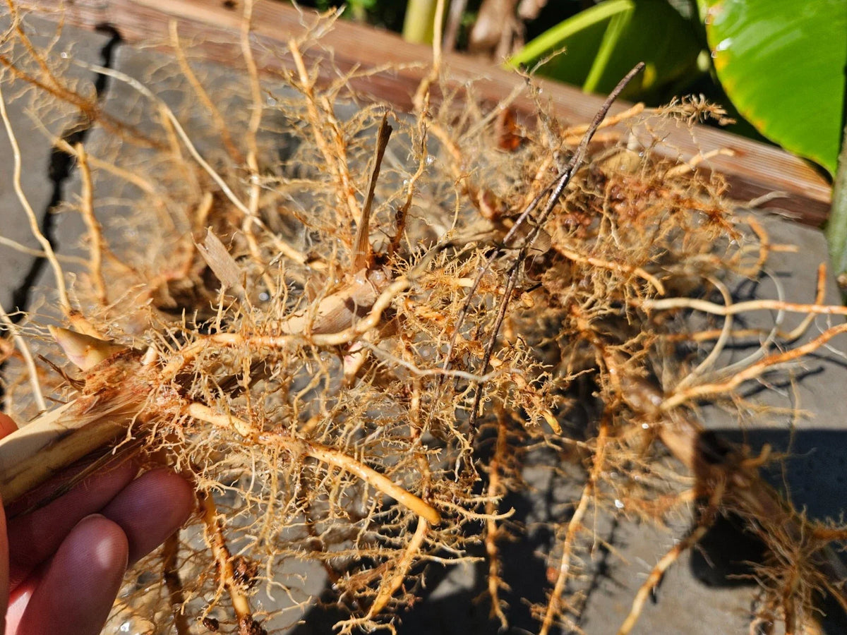 Madake Bamboo Rhizomes (Phyllostachys bambusoides) Bare Root Starter | Timber Bamboo, Cold Hardy 50-70 ft