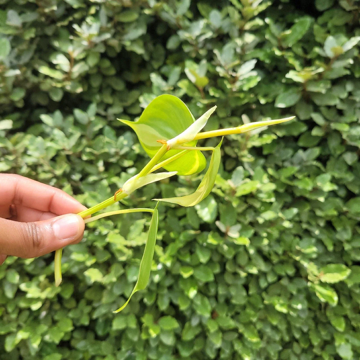 Philodendron Brasil Rooted Cutting | Variegated Heartleaf Philodendron, Easy-Care Houseplant