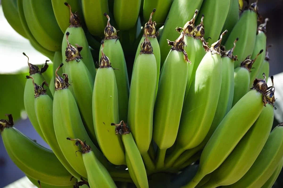 Organic Banana Gran Nain – Musa Banana Live Bare Root Starter Plant