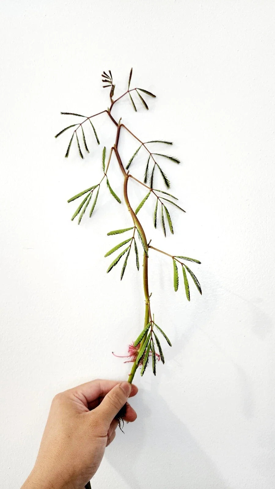 Water Mimosa Neptunia oleracea - Live Bareroot Aquatic Plant for Ponds (Floating/Marginal)