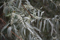 Russian Olive Tree Seeds - Elaeagnus angustifolia - Hardy Perennial Plant - Drought Tolerant, Fragrant Foliage