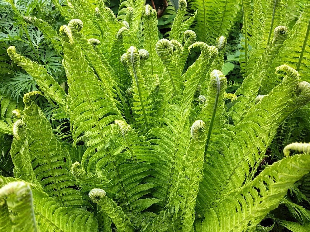 Fiddlehead Fern Bare Root Live Garden Plant - Matteuccia struthiopteris - Ideal for Outdoor Garden Landscaping