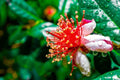 Dwarf Pineapple Guava Tree Seeds - 10+ Seeds, Feijoa sellowiana, Easy to Grow, Fruit-Bearing Variety, Free U.S. Shipping