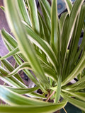 Variegated Spider Plant Babies - 2 Pack - Easy Care Houseplants - Chlorophytum comosum