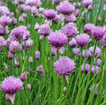 Chives Seeds 1000+ Perennial Herb Garden with Purple Flowers - Allium schoenoprasum