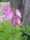 Bleeding Hearts Live Plants - 5 Bare Root Pink Wildflowers - Dicentra Spectabilis