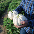 Casperita Pumpkin Seeds - 20 Small White Seeds for Planting - Ideal for Decor - Non-GMO