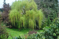 Memorial Weeping Willow Tree - Large Arching Canopy - Salix babylonica - Perfect for Gardens and Remembrance Spaces