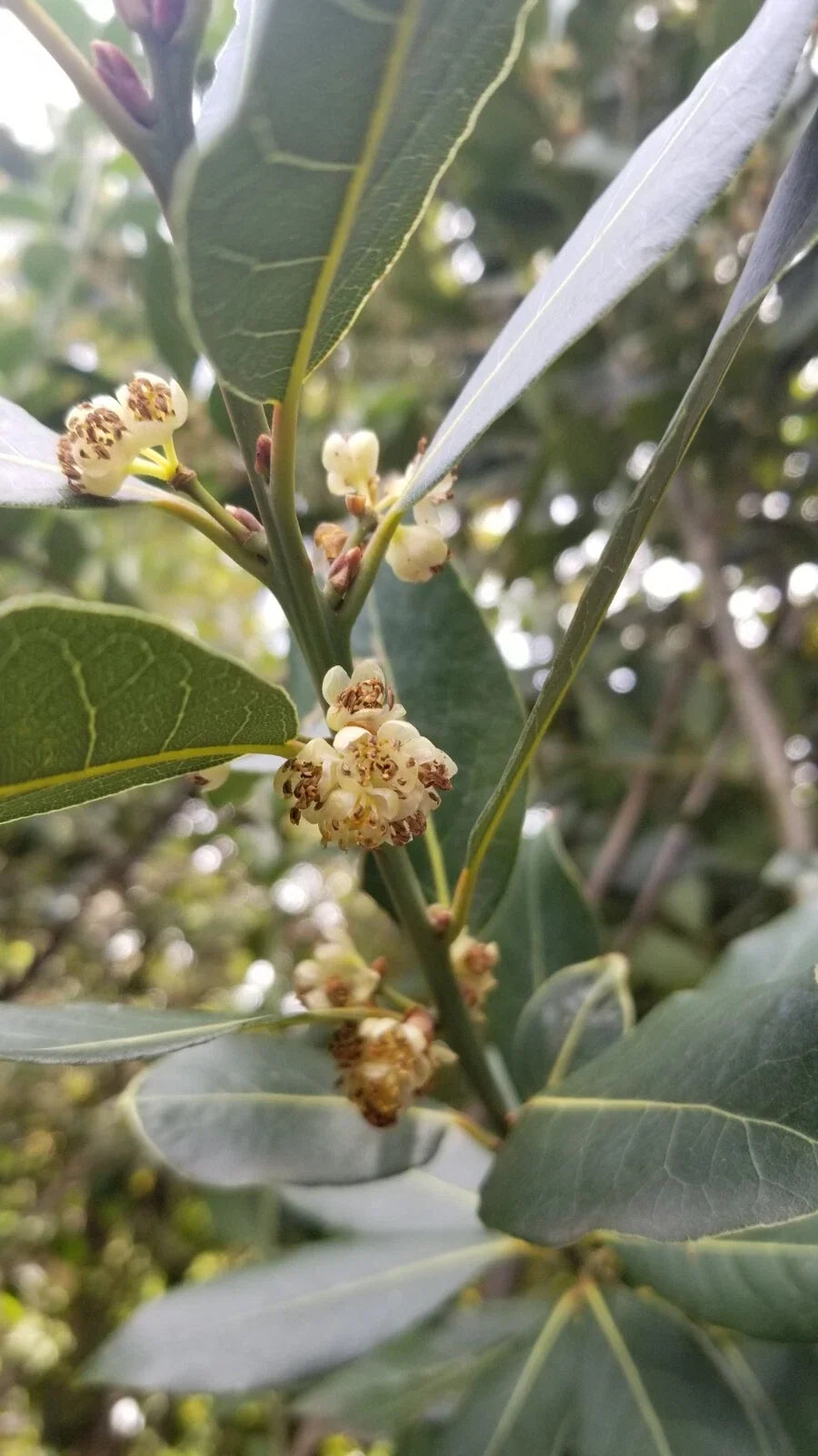 Bay Laurel Tree Cuttings - 5 Stem Cuttings for Propagation - Culinary Plant - Bay Leaf (Laurus nobilis)