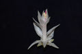 Christmas Cactus Starter Plant - Small Healthy Schlumbergera Truncata - Perfect for Home Decoration or Gifting