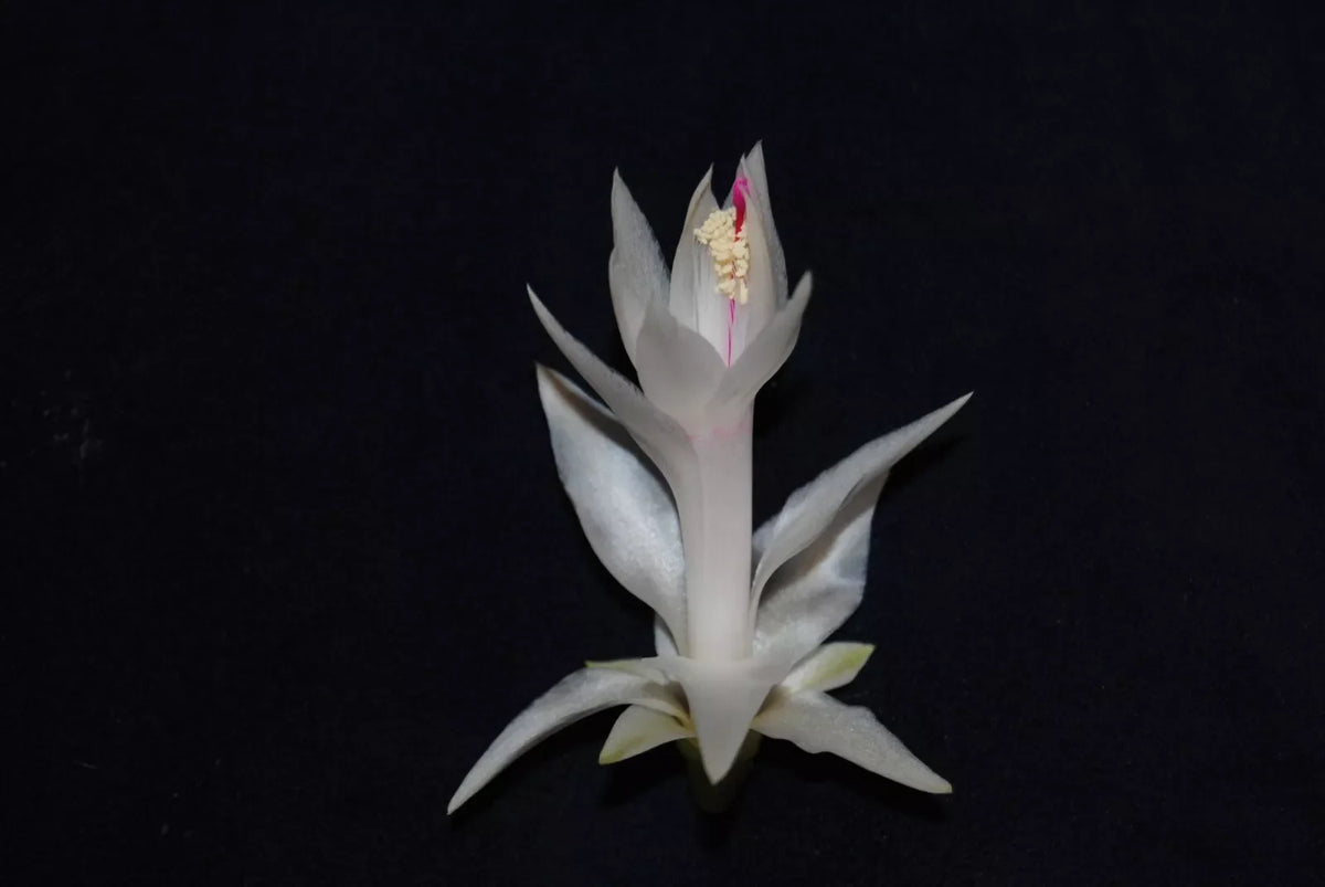 Christmas Cactus Starter Plant - Small Healthy Schlumbergera Truncata - Perfect for Home Decoration or Gifting