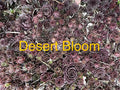 10 Live Hardy Hens and Chicks Succulents, Sempervivum, Zone 4-8, Desert Bloom Variety, Perfect for Gardens and Rock Beds