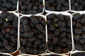 Rooted Goji Berry Plants - 3 Pack - Organic Superfood Berries - Lycium barbarum