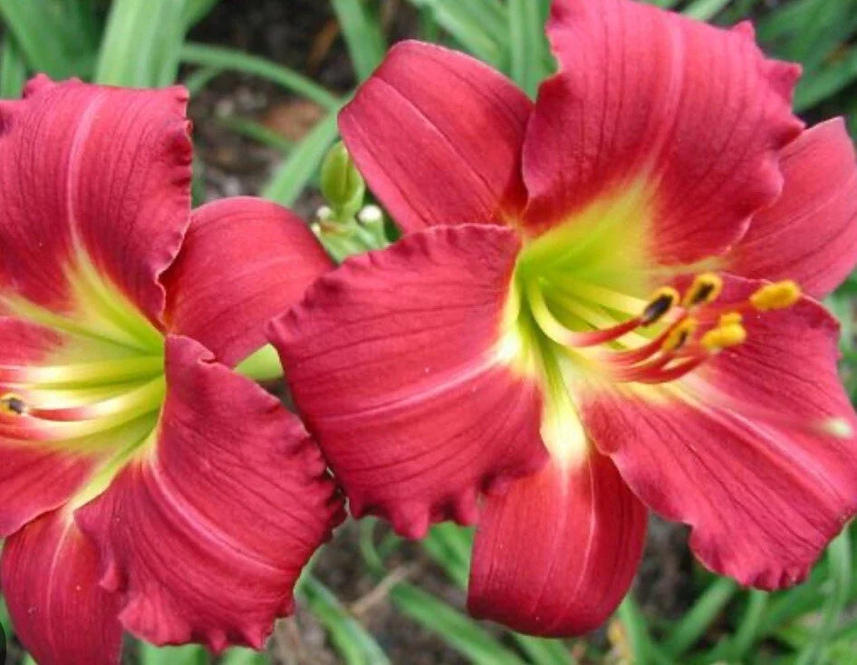 Daylily Plant - 1 Bare Root Fan - Awarded Ruby Red Stella - Hemerocallis