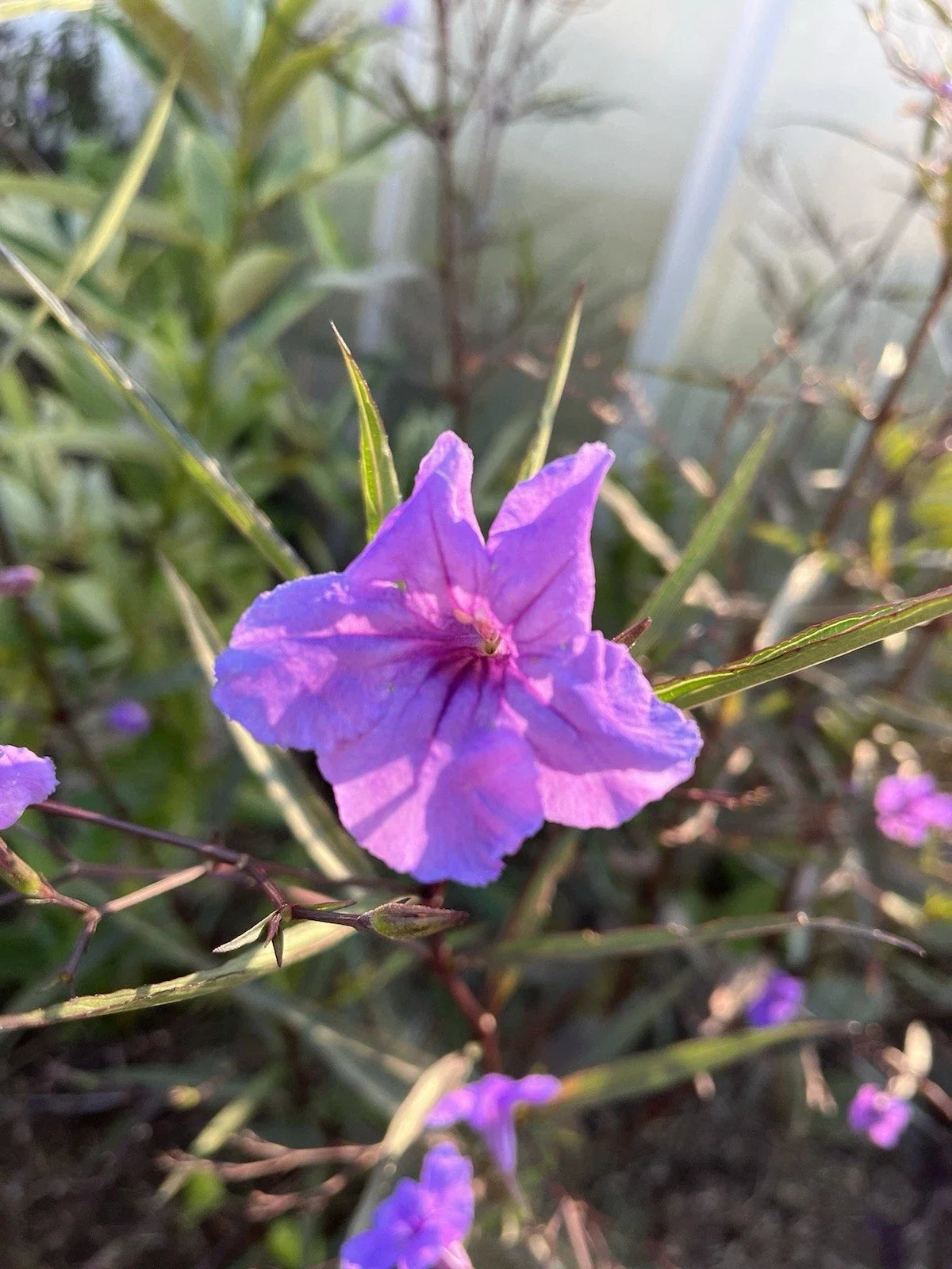6 Flowering Mexican Petunia Rhizome Root Cuttings - Ruellia simplex Plant Propagation Supplies