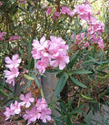 Oleander Live Flower Plant Cuttings 7" Pink for Propagation - Nerium oleander