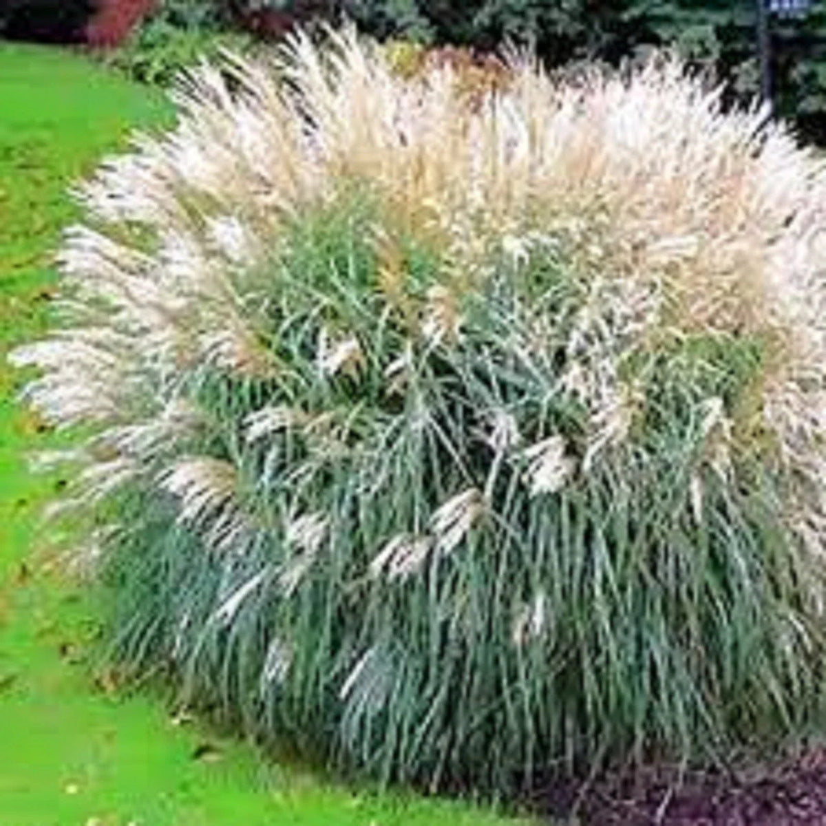 Adagio Ornamental Grass - 3 Clumps - Spouting Varieties - Miscanthus sinensis 'Adagio'