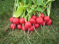 Champion Radish Seeds - 50+ Heirloom Organic Non-GMO Seeds - Raphanus sativus