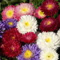 Aster Powder Puff Seed Mix - 300+ Seeds, White, Pink, Purple - Callistephus Chinensis