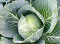 Cabbage Seeds - 200+ Heirloom Early Jersey Wakefield - NON GMO - Fresh Seed Pack