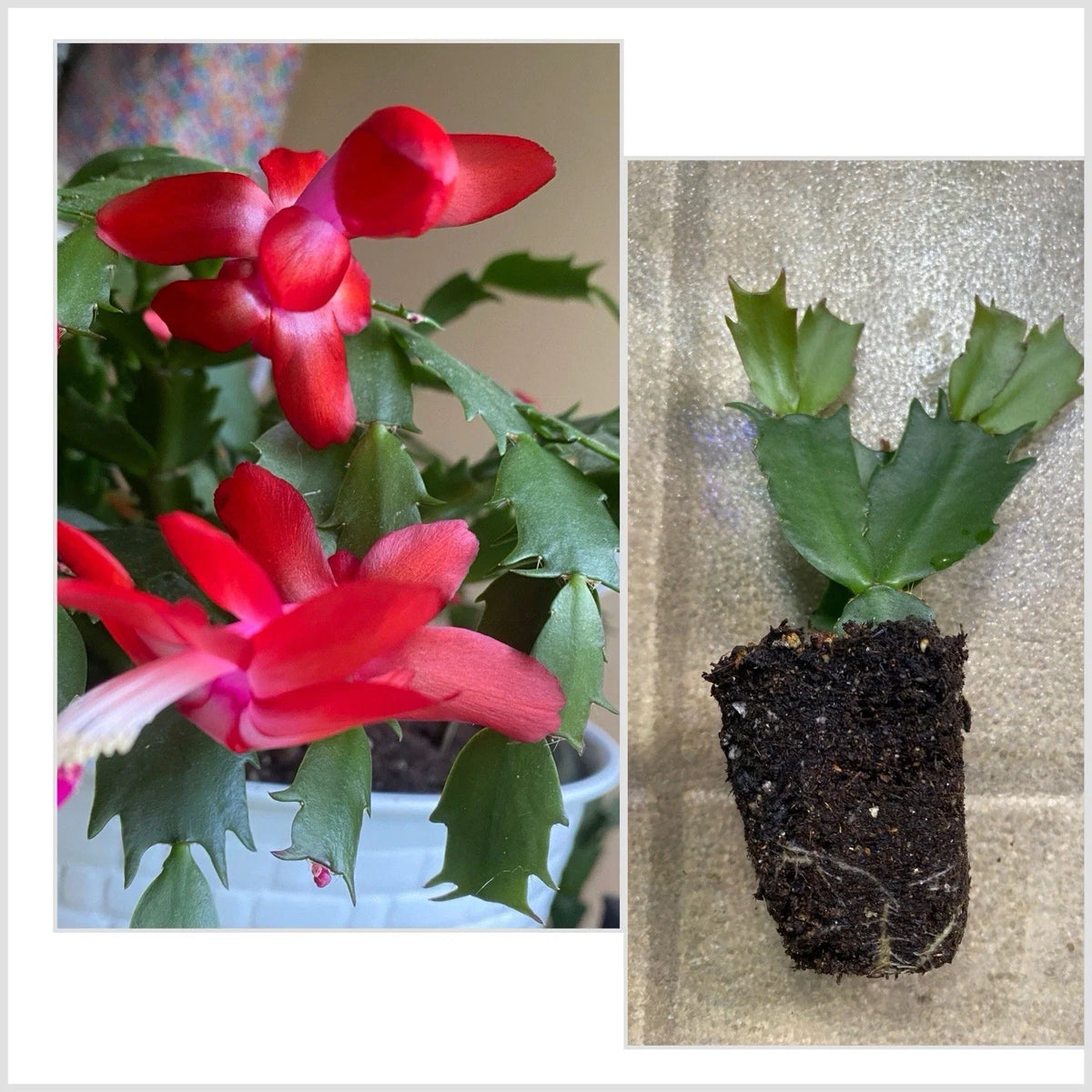 Christmas Cactus Starter Pup 4" Red Schlumbergera bridgesii Rooted Plant