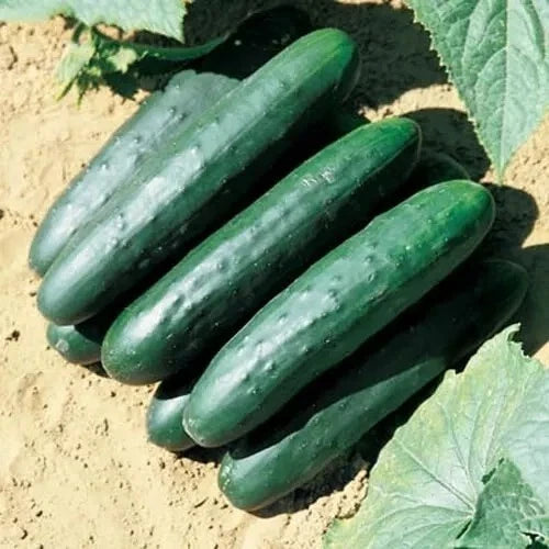 Marketmore 76 Cucumber Seeds - 100+ Non-GMO Heirloom Organic Seeds - Cucumis sativus