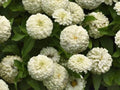 White Zinnia Seeds - Polar Bear Heirloom Variety - 100+ Non-GMO Seeds - Perfect for Gardens and Flower Beds